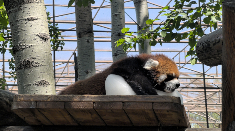 Un panda roux vole les cœurs avec un bloc de glace au parc animalier de Pékin Un panda roux vole les cœurs avec un bloc de glace au parc animalier de Pékin