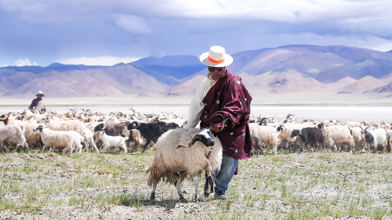 La route ancestrale du sel et des moutons renaît dans le canton de Yanhu à Xizang La route ancestrale du sel et des moutons renaît dans le canton de Yanhu à Xizang