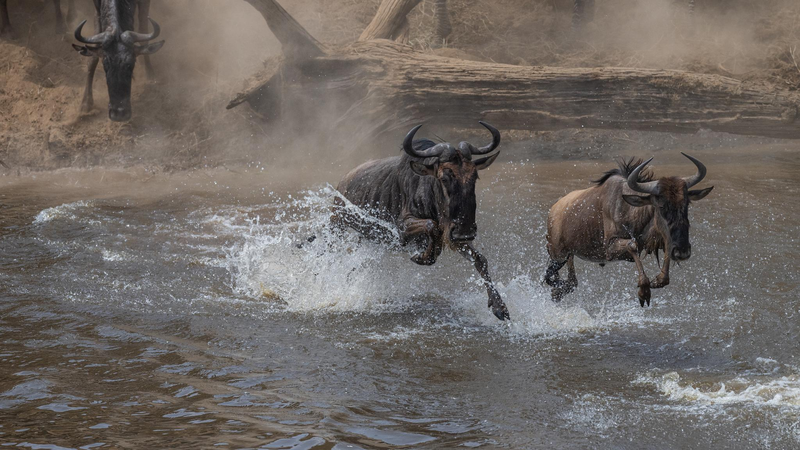 Vivez la Traversée Épique des Gnous à la Rivière Mara en Direct Vivez la Traversée Épique des Gnous à la Rivière Mara en Direct video poster