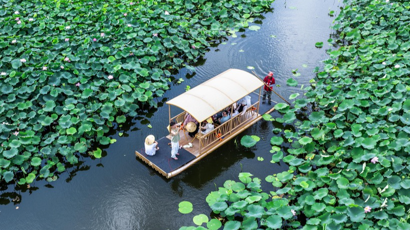 Se perdre à travers la mer de lotus de Taizhou pour une escapade estivale Se perdre à travers la mer de lotus de Taizhou pour une escapade estivale