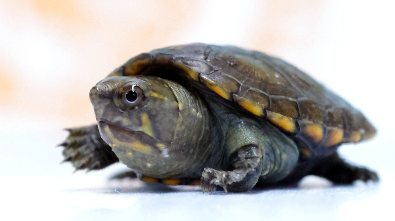 Petite Victoire : Éclosion d’une Tortue Boueuse de Vallarta au Zoo de Guadalajara Petite Victoire : Éclosion d'une Tortue Boueuse de Vallarta au Zoo de Guadalajara