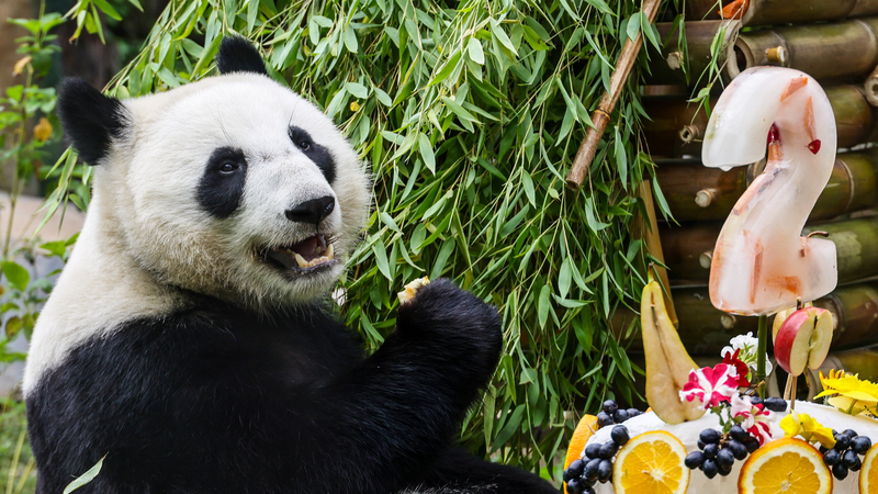 Katyusha le panda fête ses deux ans avec une semaine de gala au zoo de Moscou Katyusha le panda fête ses deux ans avec une semaine de gala au zoo de Moscou