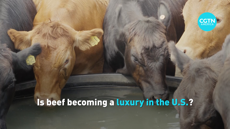 Les prix du bœuf aux États-Unis atteignent un niveau record alors que le troupeau diminue Les prix du bœuf aux États-Unis atteignent un niveau record alors que le troupeau diminue video poster