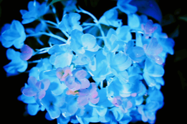 ‘La Chine en Fleur’ : Une Nouvelle Émission Révèle la Magie de la Culture Florale Chinoise 'La Chine en Fleur' : Une Nouvelle Émission Révèle la Magie de la Culture Florale Chinoise