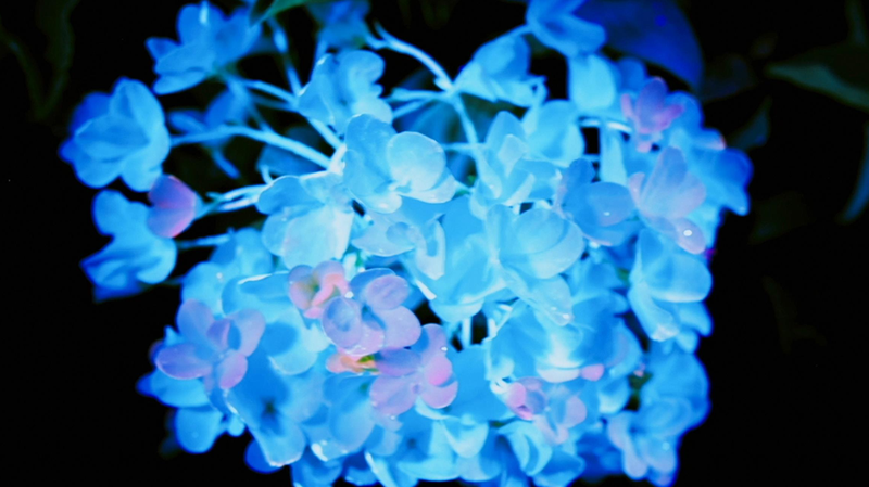 'La Chine en Fleur' : Une Nouvelle Émission Révèle la Magie de la Culture Florale Chinoise