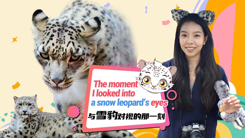 Les léopards des neiges et les chats des hauts plateaux prospèrent au parc animalier de Xining Les léopards des neiges et les chats des hauts plateaux prospèrent au parc animalier de Xining video poster