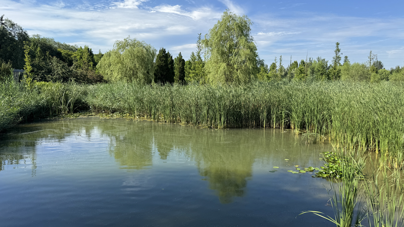 Parc de la rivière Wenyu : De ruisseau pollué à oasis urbaine Parc de la rivière Wenyu : De ruisseau pollué à oasis urbaine video poster