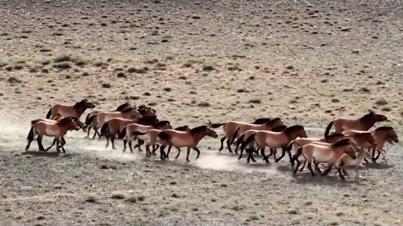 La population de chevaux sauvages de Przewalski en Chine dépasse les 900 La population de chevaux sauvages de Przewalski en Chine dépasse les 900 video poster