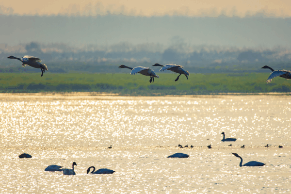 Expansion de la conservation des oiseaux sur l’historique îlot Duogan du lac Dongting Expansion de la conservation des oiseaux sur l'historique îlot Duogan du lac Dongting