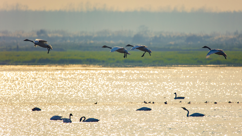 Expansion de la conservation des oiseaux sur l'historique îlot Duogan du lac Dongting