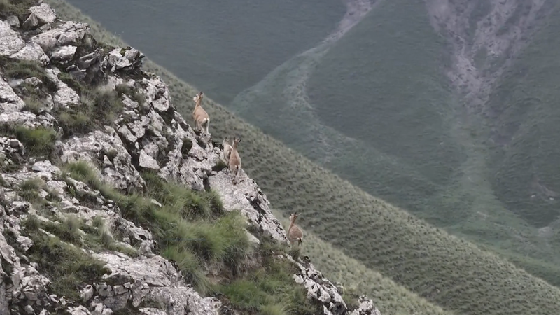 Des chèvres ibex conquièrent les falaises Kunlun au Xinjiang Des chèvres ibex conquièrent les falaises Kunlun au Xinjiang video poster