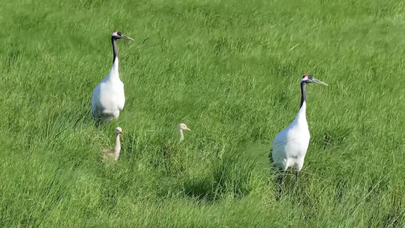 La réserve de la rivière Naoli dans le Heilongjiang accueille plus de 250 espèces d’oiseaux La réserve de la rivière Naoli dans le Heilongjiang accueille plus de 250 espèces d'oiseaux video poster