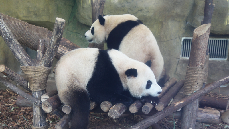 Base des pandas de Chengdu : Un paradis incontournable pour les fans Base_des_pandas_de_Chengdu___Un_paradis_incontournable_pour_les_fans