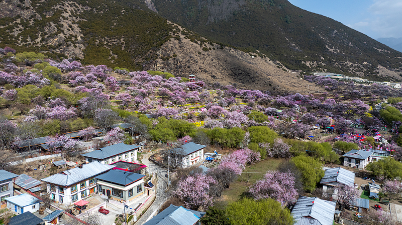 Le village de Galai s’épanouit en ‘Pays des fleurs de pêcher’ du Xizang Le village de Galai s'épanouit en 'Pays des fleurs de pêcher' du Xizang