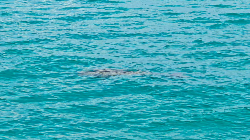 Les Dugongs Reviennent au Récif Yongshu dans les Îles Nansha Les Dugongs Reviennent au Récif Yongshu dans les Îles Nansha