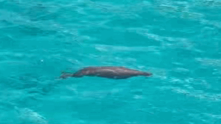 Le Dugong fait sensation : Observation rare en mer de Chine méridionale Le Dugong fait sensation : Observation rare en mer de Chine méridionale