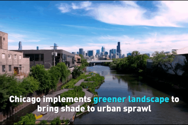 Le relooking vert de Chicago : Ombre et nature dans la jungle de béton Le relooking vert de Chicago : Ombre et nature dans la jungle de béton video poster