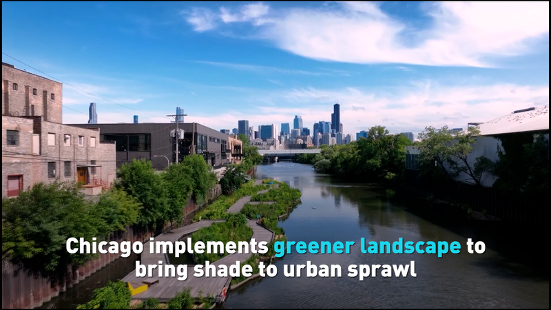 Le relooking vert de Chicago : Ombre et nature dans la jungle de béton video poster