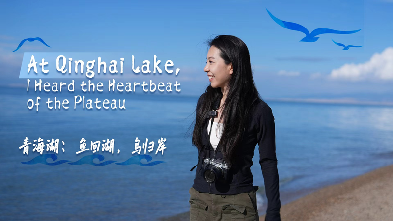 Lac Qinghai : Le Cœur battant du Plateau Tibétain Lac Qinghai : Le Cœur battant du Plateau Tibétain video poster