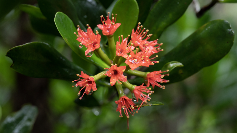 Restaurer le palétuvier noir à fleurs rouges de Hainan : renforcer les côtes et les communautés Restaurer le palétuvier noir à fleurs rouges de Hainan : renforcer les côtes et les communautés