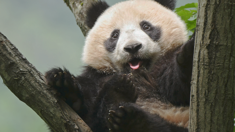 Chengdu accueille le 3e Forum des Parcs Nationaux pour protéger les trésors naturels Chengdu accueille le 3e Forum des Parcs Nationaux pour protéger les trésors naturels