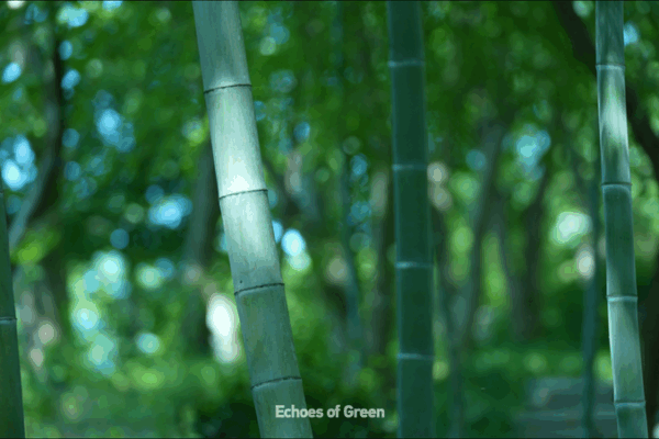Le son du bambou : La voix de la nature dans les forêts d’Anji Le son du bambou : La voix de la nature dans les forêts d’Anji video poster
