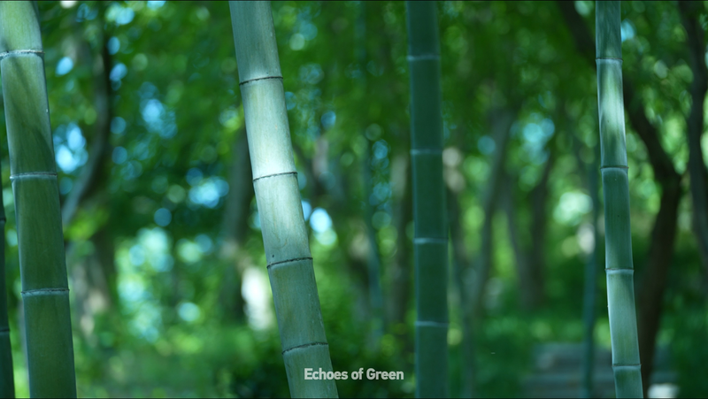 Le son du bambou : La voix de la nature dans les forêts d’Anji video poster