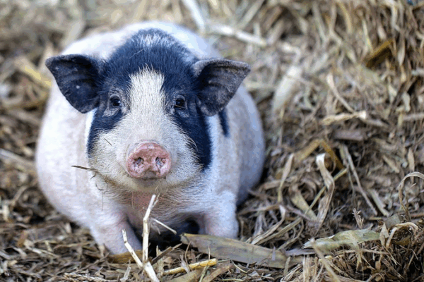 Première transplantation pulmonaire de porc génétiquement modifié, un espoir face à la pénurie d’organes Première transplantation pulmonaire de porc génétiquement modifié, un espoir face à la pénurie d'organes