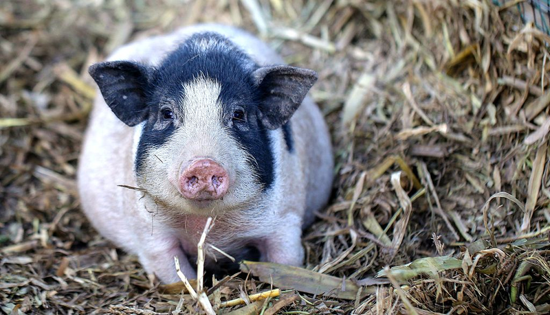 Première transplantation pulmonaire de porc génétiquement modifié, un espoir face à la pénurie d'organes
