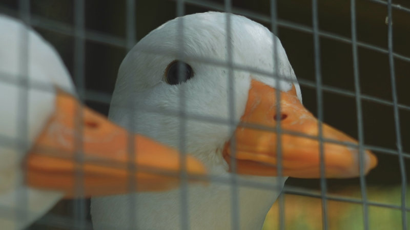 Retour au bambou : une jeune entrepreneuse ravive Anji rural avec une ferme écologique