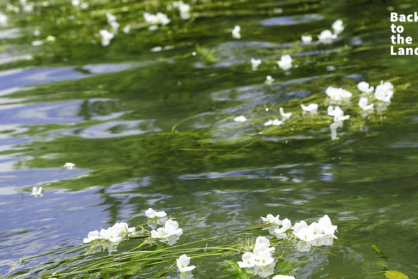 Les fleurs blanches du lac Lugu : un rituel estival des Mosuo Les_fleurs_blanches_du_lac_Lugu___un_rituel_estival_des_Mosuo
