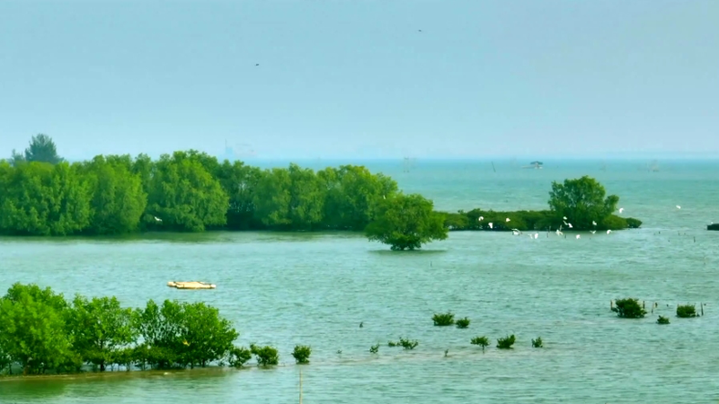 Gardiens des marées : Symphonie de la vie dans les mangroves de Zhanjiang Gardiens des marées : Symphonie de la vie dans les mangroves de Zhanjiang