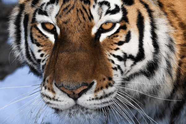 Impulsion pour la biodiversité de l’OCS : la Chine continentale stimule la conservation régionale Impulsion pour la biodiversité de l'OCS : la Chine continentale stimule la conservation régionale