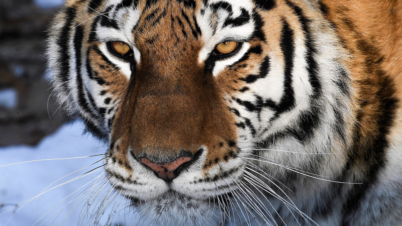 Impulsion pour la biodiversité de l'OCS : la Chine continentale stimule la conservation régionale