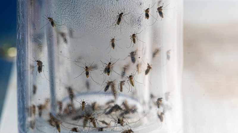 Le système intelligent de l’équipe du Guangdong combat les maladies transmises par les moustiques Le système intelligent de l'équipe du Guangdong combat les maladies transmises par les moustiques