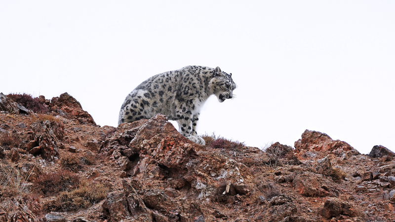 La conservation des pandas géants progresse alors que la Chine élargit ses parcs nationaux