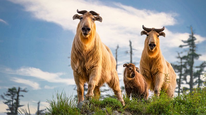 Le concept des Deux Montagnes stimule le renouveau de la biodiversité dans la Chine continentale Le concept des Deux Montagnes stimule le renouveau de la biodiversité dans la Chine continentale