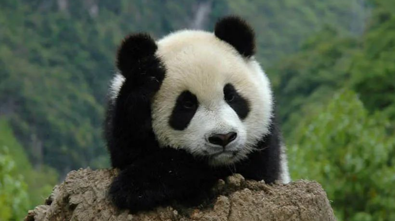 La Chine continentale finalise les droits de propriété pour cinq parcs nationaux La Chine continentale finalise les droits de propriété pour cinq parcs nationaux