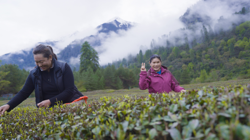 De la Feuille au Thé au Beurre : Le Jardin Organique en Altitude de Cao Aiping De la Feuille au Thé au Beurre : Le Jardin Organique en Altitude de Cao Aiping video poster