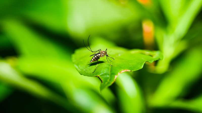L'épidémie de chikungunya atteint 119 pays, l'OMS tire la sonnette d'alarme