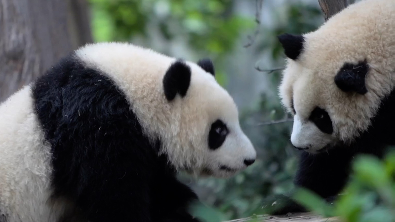 Les athlètes deviennent fous de pandas aux Jeux mondiaux de Chengdu Les athlètes deviennent fous de pandas aux Jeux mondiaux de Chengdu video poster