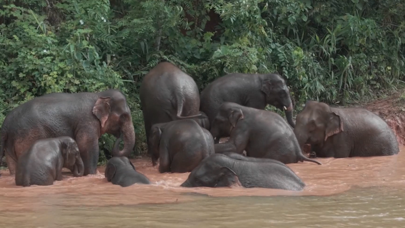 Les éléphants sauvages du Yunnan prospèrent grâce à la conservation haute technologie Les éléphants sauvages du Yunnan prospèrent grâce à la conservation haute technologie video poster
