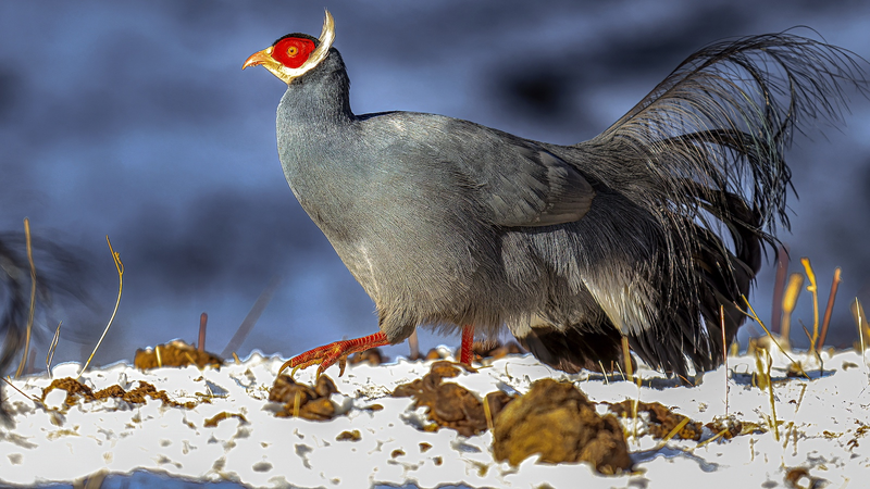 Un nouvel atlas révèle la faune rare des monts Qilian