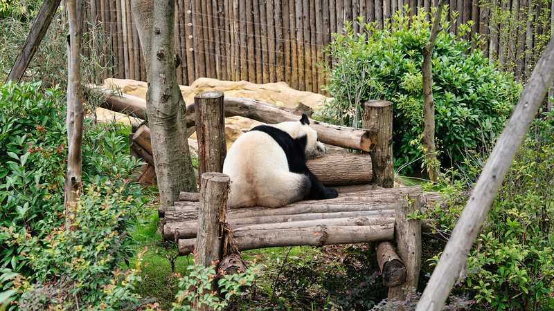 Pandas et Parcs : la visite culturelle de Chengdu accueille les athlètes des Jeux mondiaux 2025 Pandas et Parcs : la visite culturelle de Chengdu accueille les athlètes des Jeux mondiaux 2025 video poster