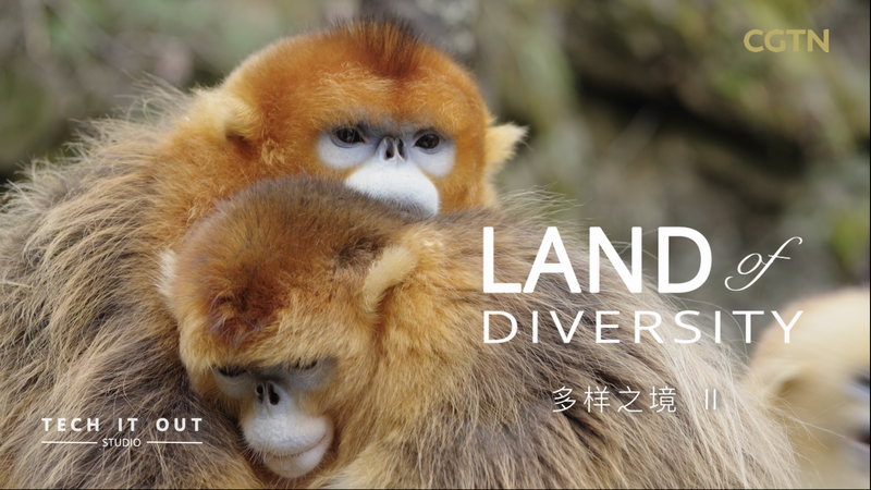 Qui est le patron ? Au cœur des familles de singes dorés au nez retroussé Qui est le patron ? Au cœur des familles de singes dorés au nez retroussé video poster