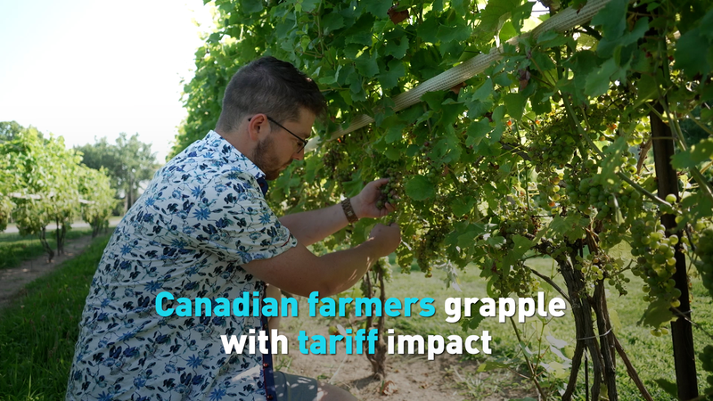 Les cultivateurs de légumes de l’Ontario luttent contre les coûts induits par les tarifs Les cultivateurs de légumes de l'Ontario luttent contre les coûts induits par les tarifs video poster