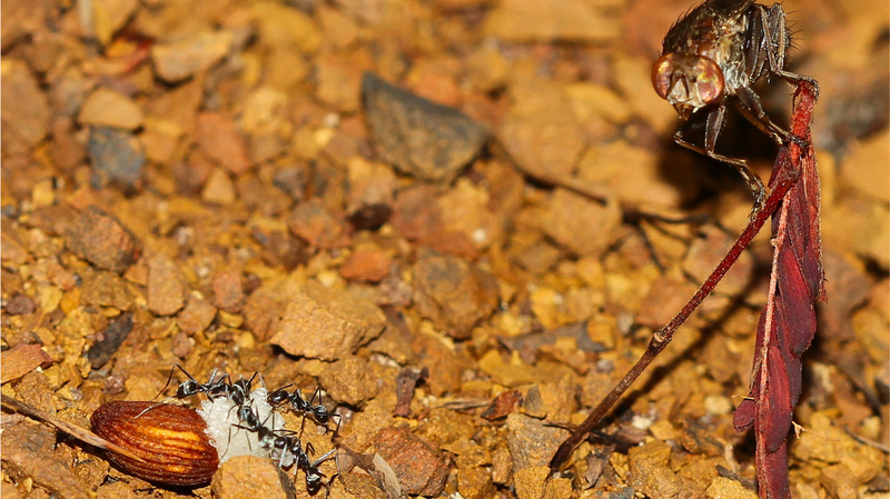 Le grand voleur de graines : comment une mouche réinvente la science des plantes Le grand voleur de graines : comment une mouche réinvente la science des plantes