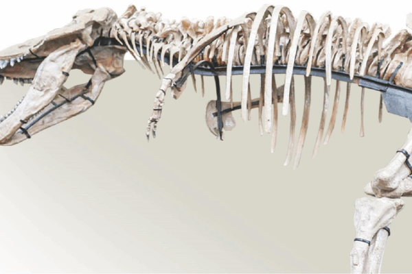 Les fossiles de tyrannosaure de Zhucheng rivalisent avec ‘Sue’ en taille Les fossiles de tyrannosaure de Zhucheng rivalisent avec ‘Sue’ en taille