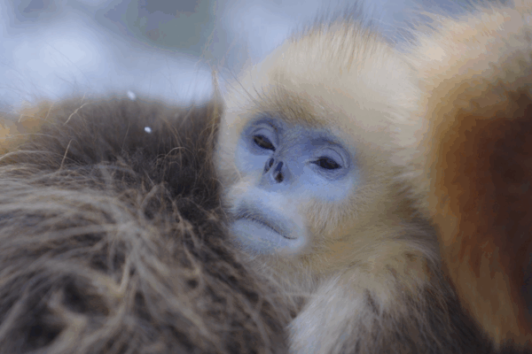 Les singes dorés à nez retroussé bravent l’hiver rigoureux des Qinling Les singes dorés à nez retroussé bravent l'hiver rigoureux des Qinling
