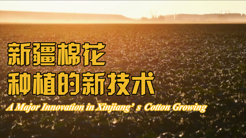Innovation révolutionnaire dans le coton au Xinjiang Innovation révolutionnaire dans le coton au Xinjiang video poster
